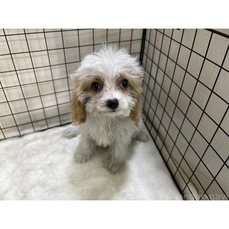 販売中の東京都のキャバプー:キャバリア×トイプードル-440710の2枚目