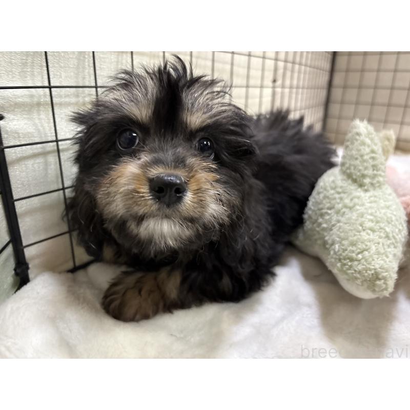 販売中の東京都のキャバプー:キャバリア×トイプードル-440739の9枚目