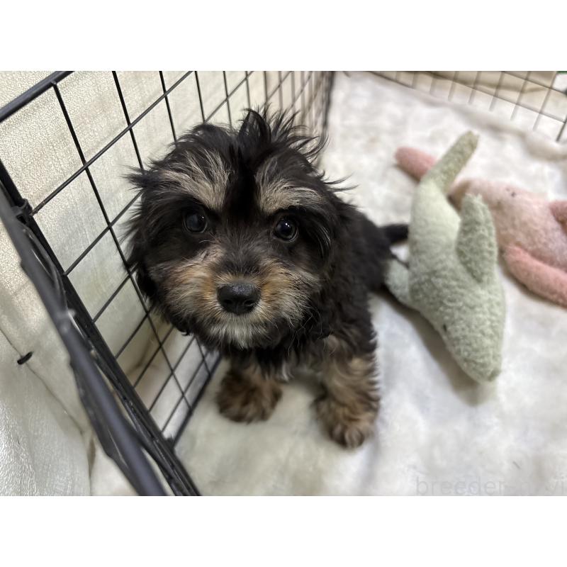 販売中の東京都のキャバプー:キャバリア×トイプードル-440739の8枚目