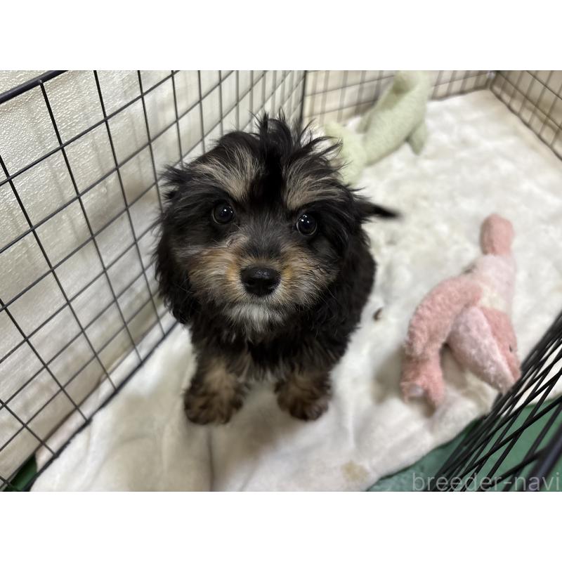 販売中の東京都のキャバプー:キャバリア×トイプードル-440739の7枚目