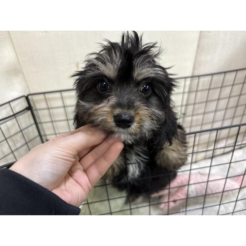 販売中の東京都のキャバプー:キャバリア×トイプードル-440739の6枚目