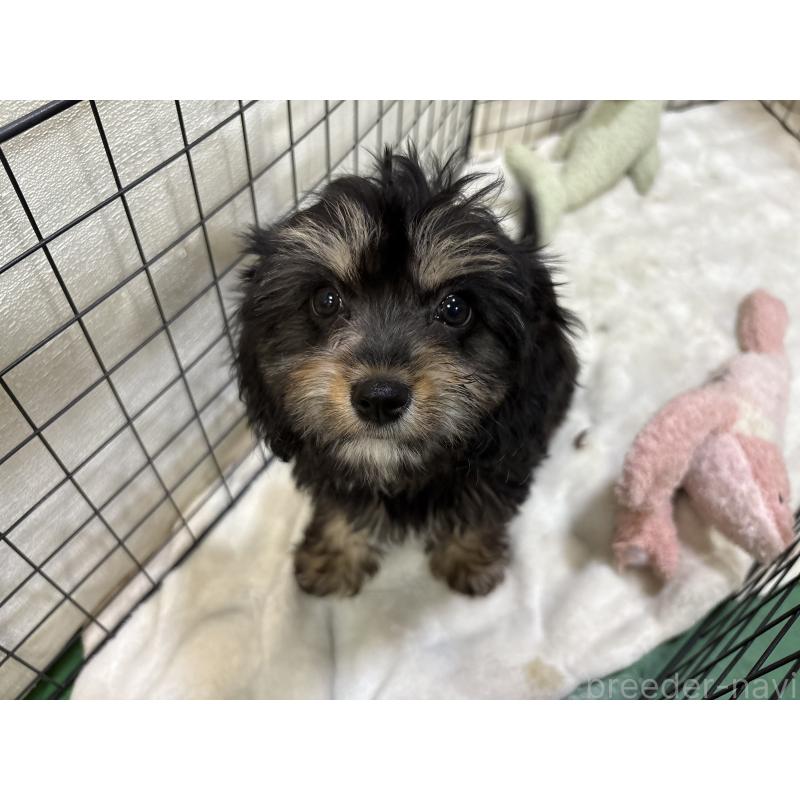 販売中の東京都のキャバプー:キャバリア×トイプードル-440739の5枚目