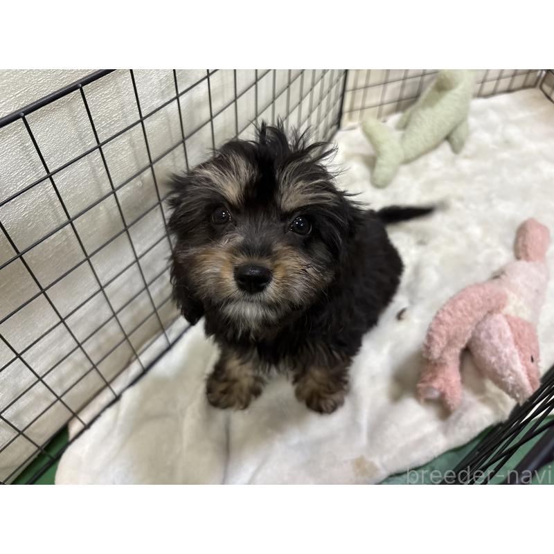 販売中の東京都のキャバプー:キャバリア×トイプードル-440739の3枚目