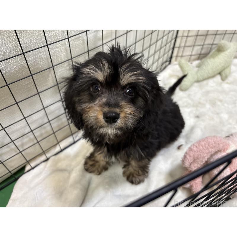 販売中の東京都のキャバプー:キャバリア×トイプードル-440739の2枚目