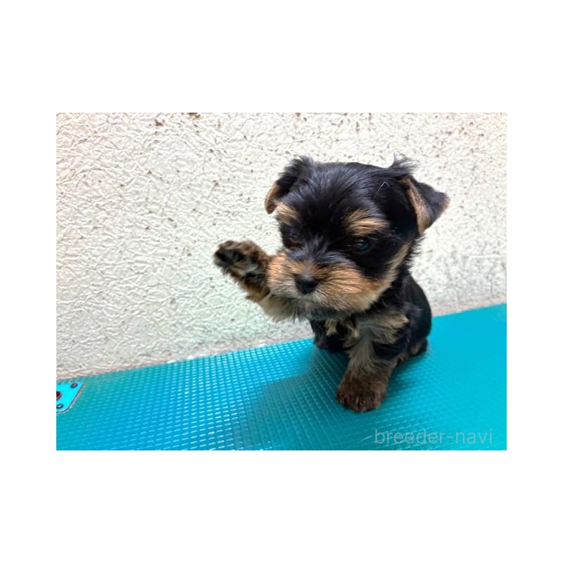 販売中の東京都のヨークシャーテリア-448475
