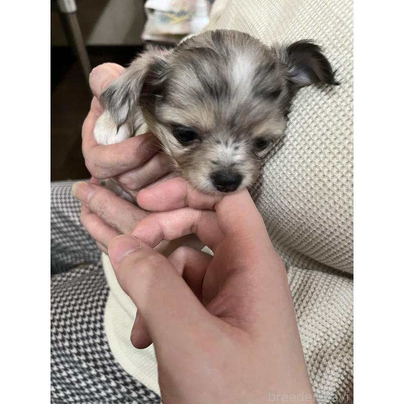 販売中の兵庫県のチワワ(ロングコート)-448964の5枚目