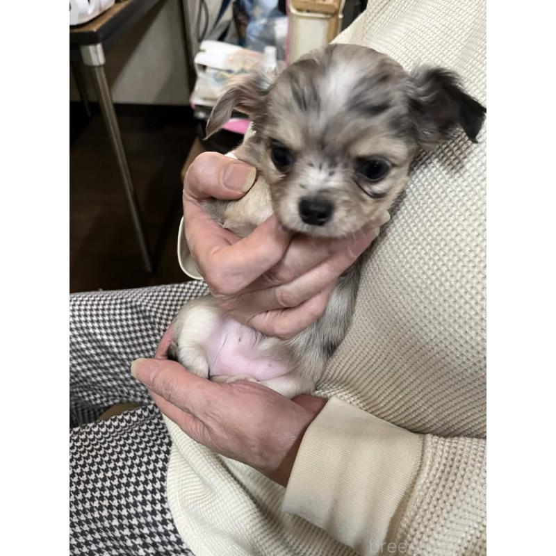 販売中の兵庫県のチワワ(ロングコート)-448964の4枚目