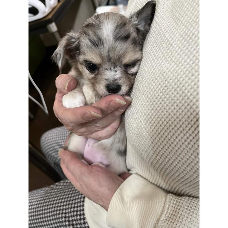 販売中の兵庫県のチワワ(ロングコート)-448964の3枚目