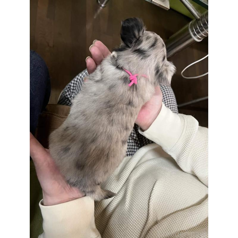 販売中の兵庫県のチワワ(ロングコート)-448964の2枚目