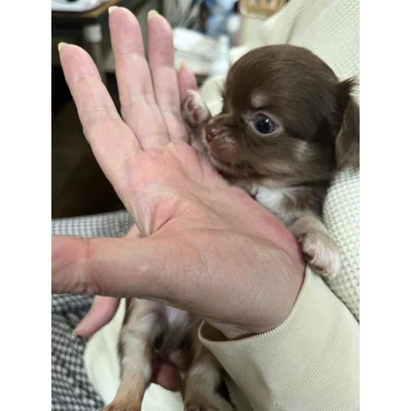 販売中の兵庫県のチワワ(ロングコート)-448967の4枚目