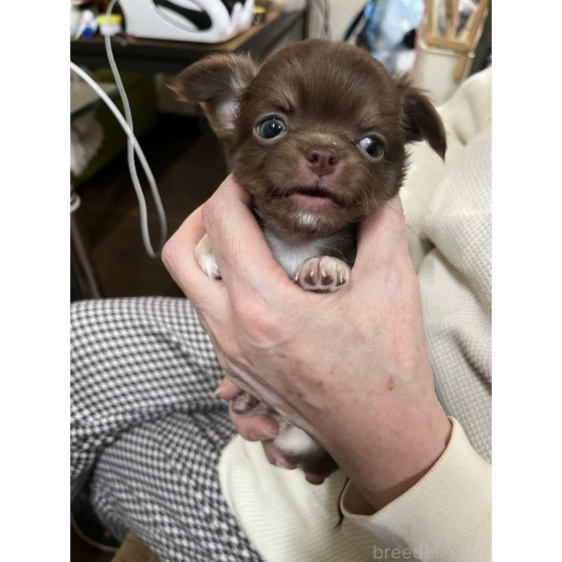 販売中の兵庫県のチワワ(ロングコート)-448967