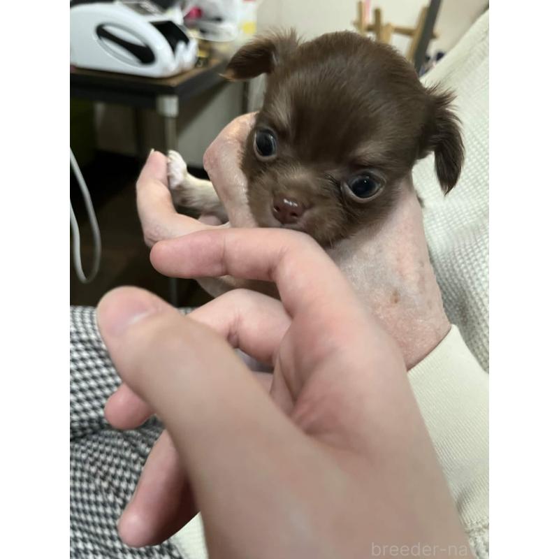 販売中の兵庫県のチワワ(ロングコート)-448967の3枚目