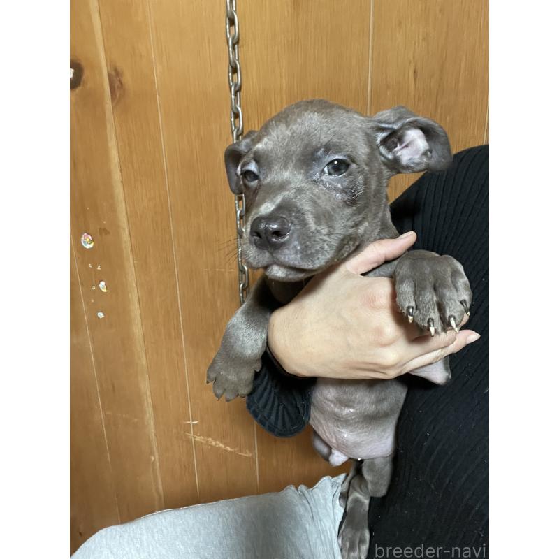 販売中の佐賀県のアメリカンピットブルテリア-448968の8枚目