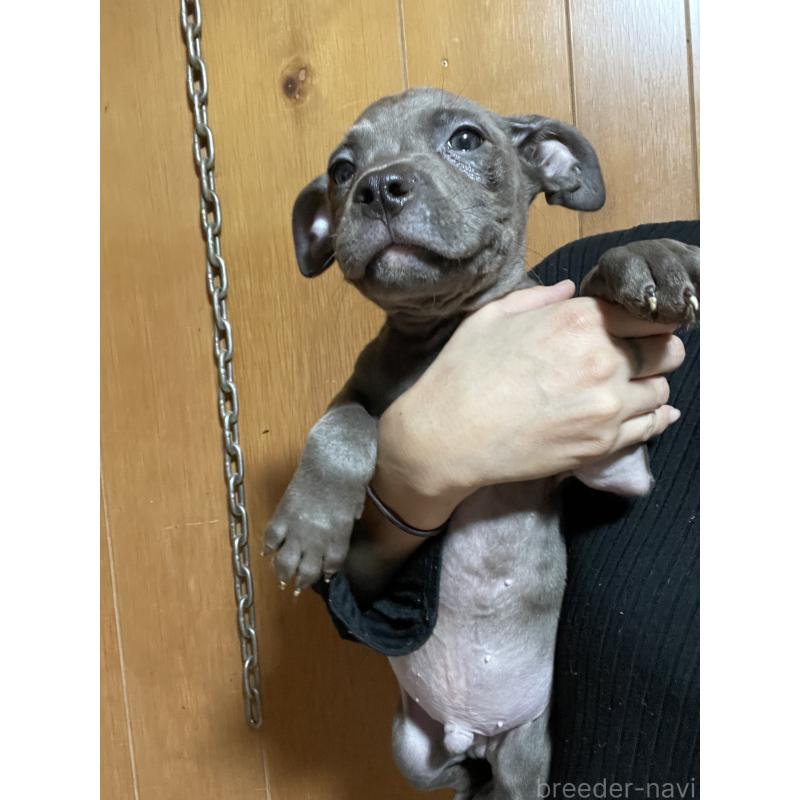 販売中の佐賀県のアメリカンピットブルテリア-448968の7枚目