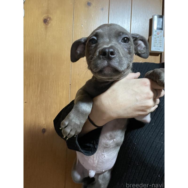 販売中の佐賀県のアメリカンピットブルテリア-448968の6枚目