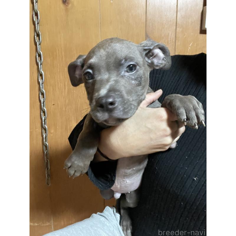 販売中の佐賀県のアメリカンピットブルテリア-448968の5枚目