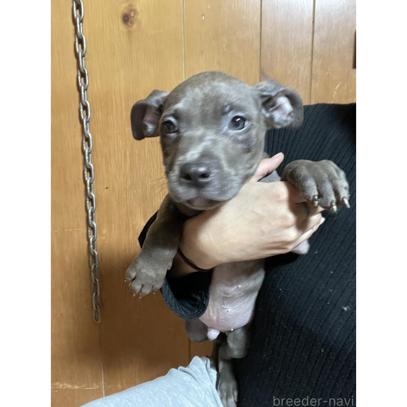 販売中の佐賀県のアメリカンピットブルテリア-448968の4枚目