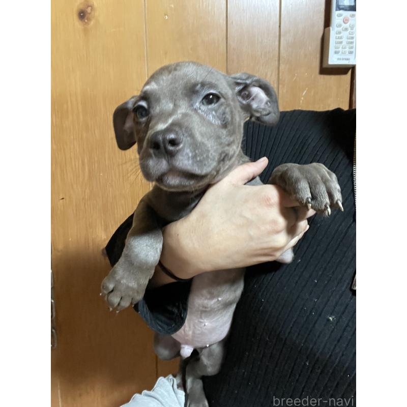 販売中の佐賀県のアメリカンピットブルテリア-448968の3枚目