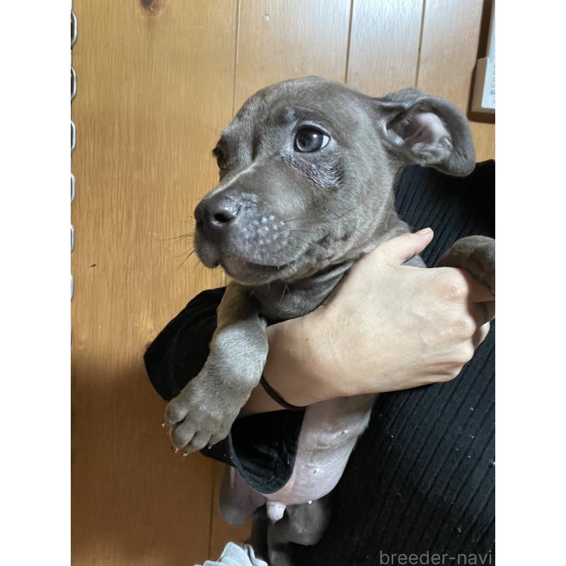 販売中の佐賀県のアメリカンピットブルテリア-448968の2枚目