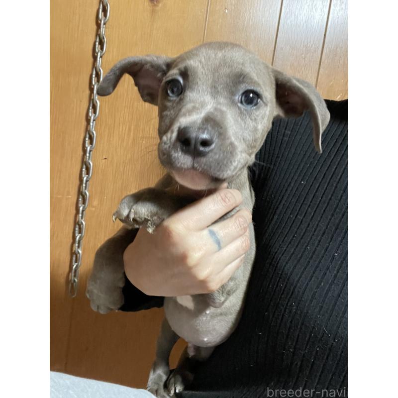 販売中の佐賀県のアメリカンピットブルテリア-448969の11枚目