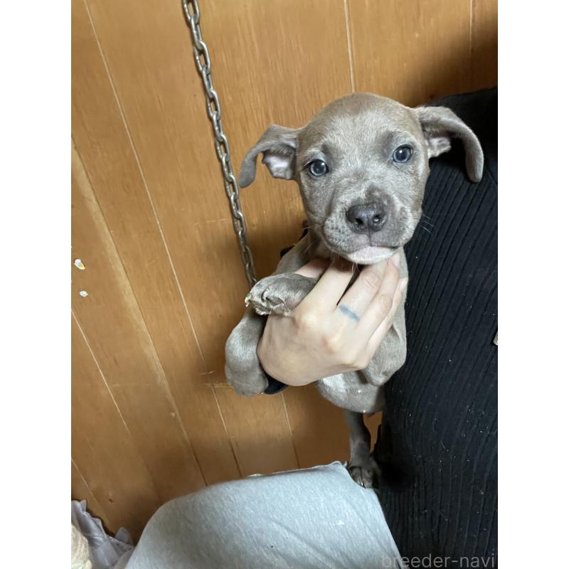 販売中の佐賀県のアメリカンピットブルテリア-448969の10枚目