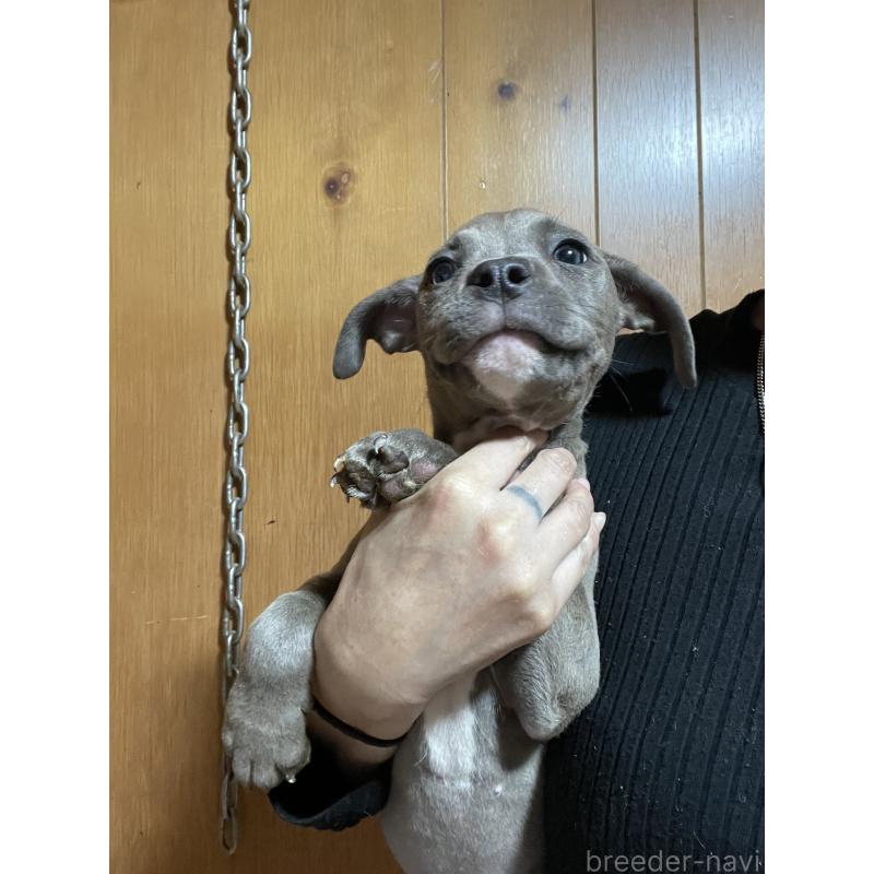 販売中の佐賀県のアメリカンピットブルテリア-448969の9枚目