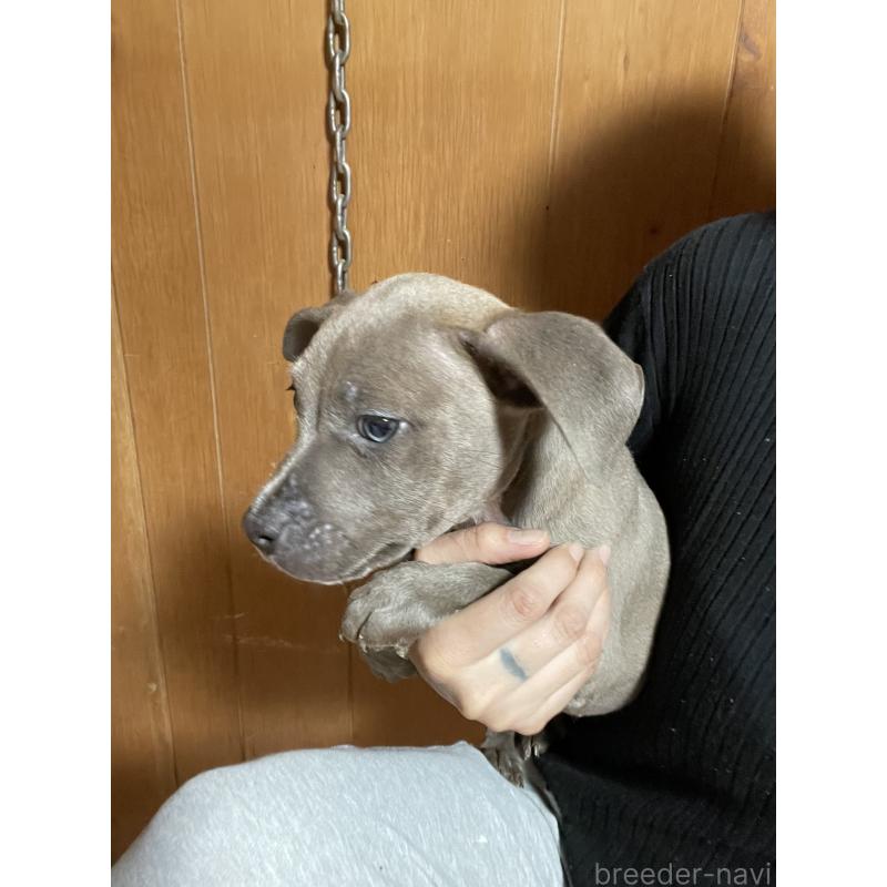 販売中の佐賀県のアメリカンピットブルテリア-448969の7枚目