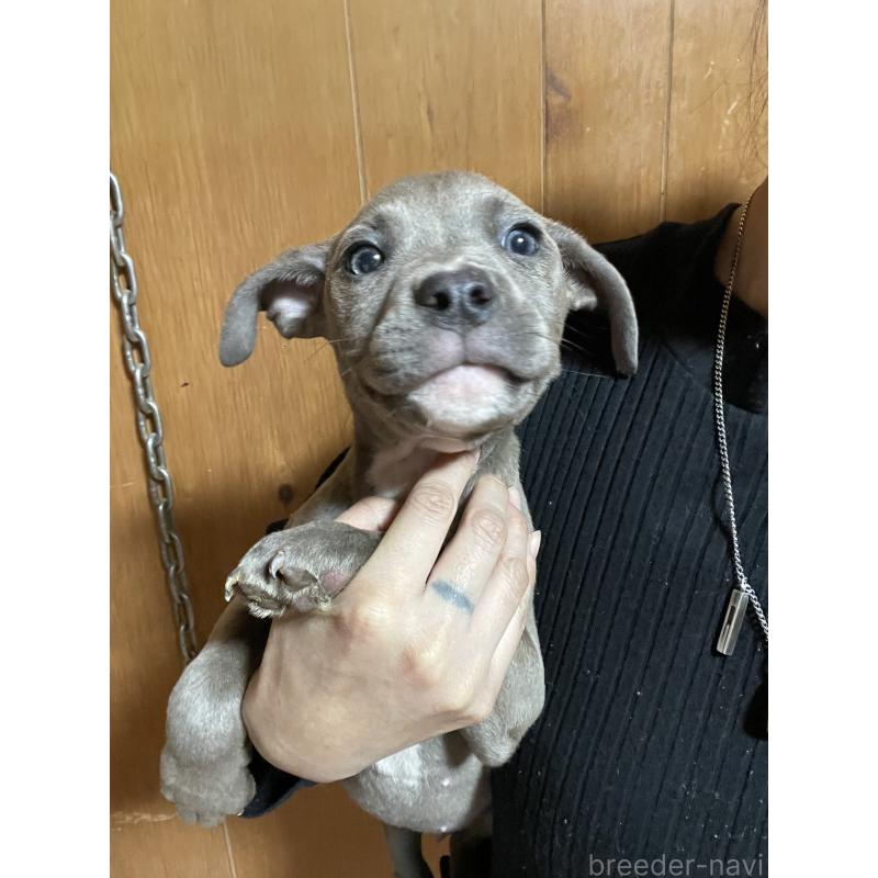 販売中の佐賀県のアメリカンピットブルテリア-448969の6枚目