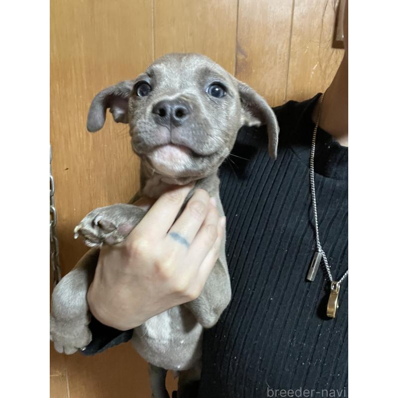 販売中の佐賀県のアメリカンピットブルテリア-448969の5枚目