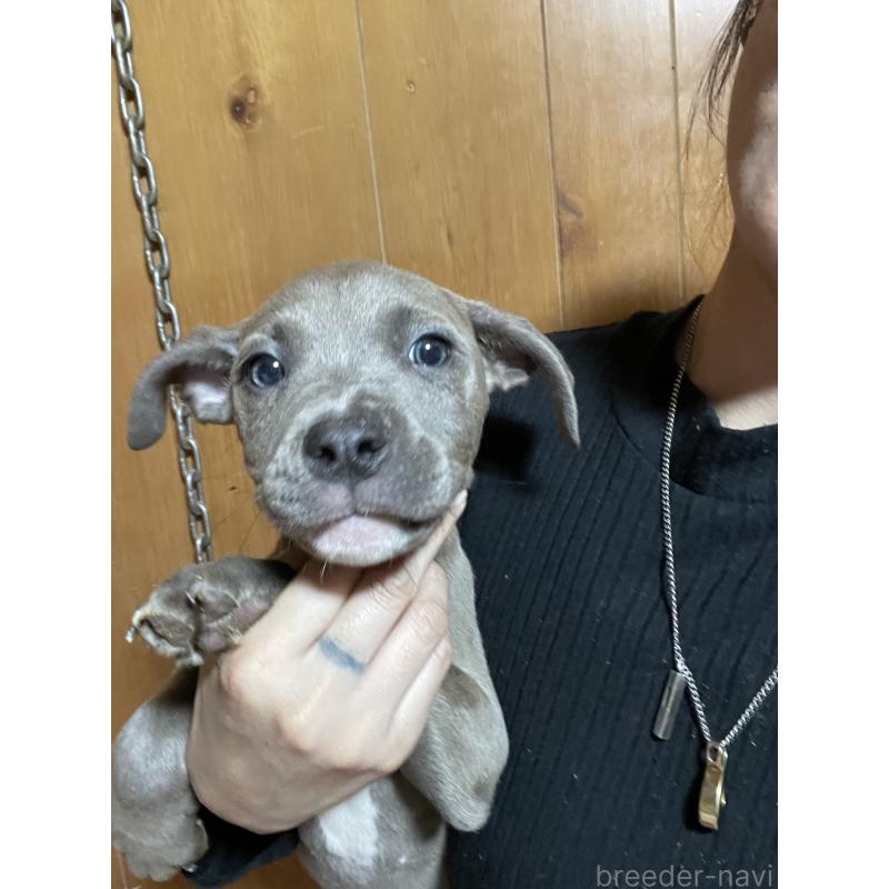 販売中の佐賀県のアメリカンピットブルテリア-448969の4枚目