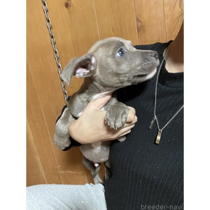 販売中の佐賀県のアメリカンピットブルテリア-448969の2枚目