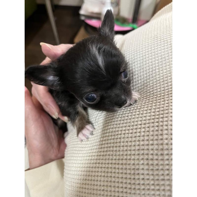 販売中の兵庫県のチワワ(ロングコート)-448970の5枚目