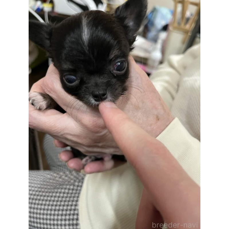 販売中の兵庫県のチワワ(ロングコート)-448970の4枚目