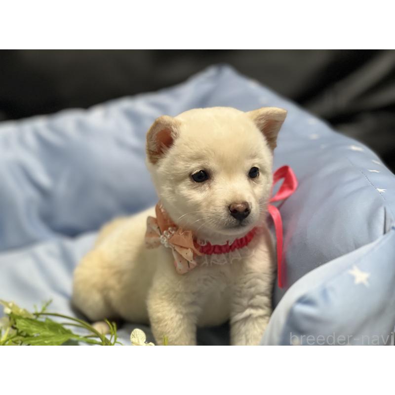 販売中の栃木県の豆柴-448973の5枚目