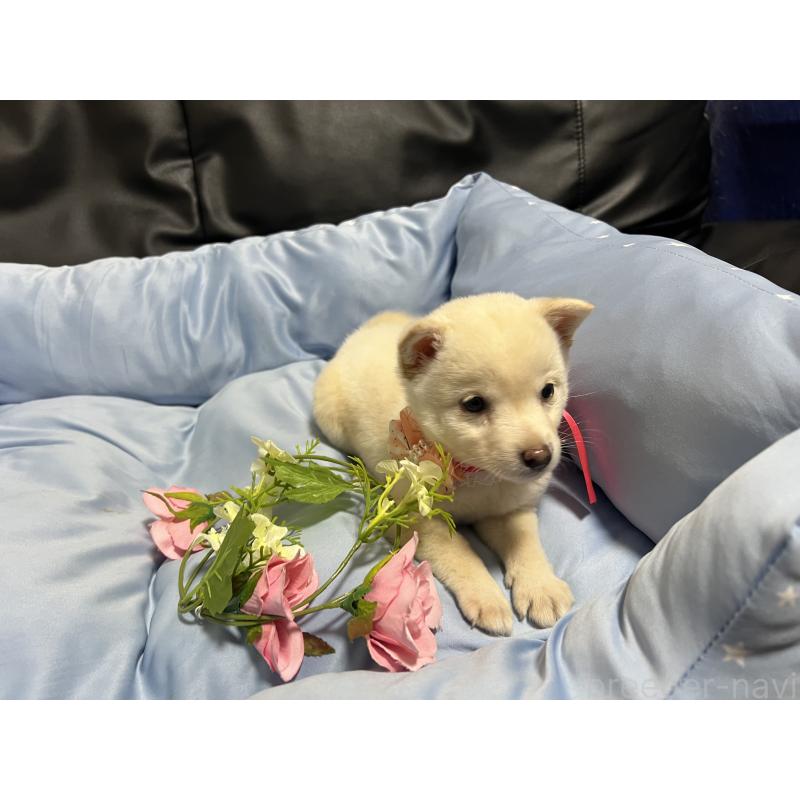 販売中の栃木県の豆柴-448973の4枚目