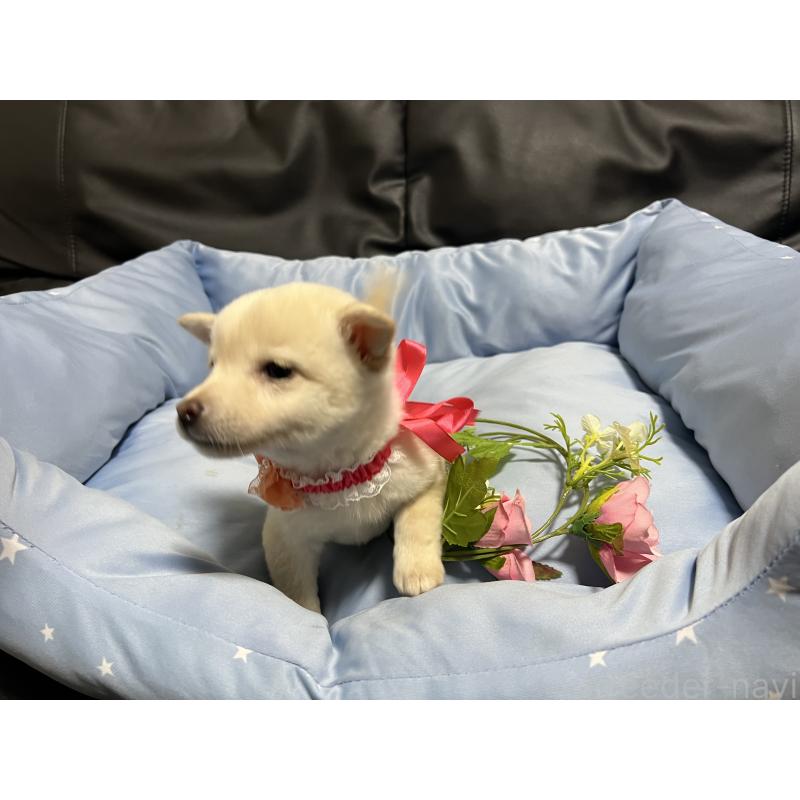 販売中の栃木県の豆柴-448973の3枚目