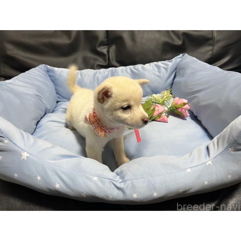 販売中の栃木県の豆柴-448973の2枚目