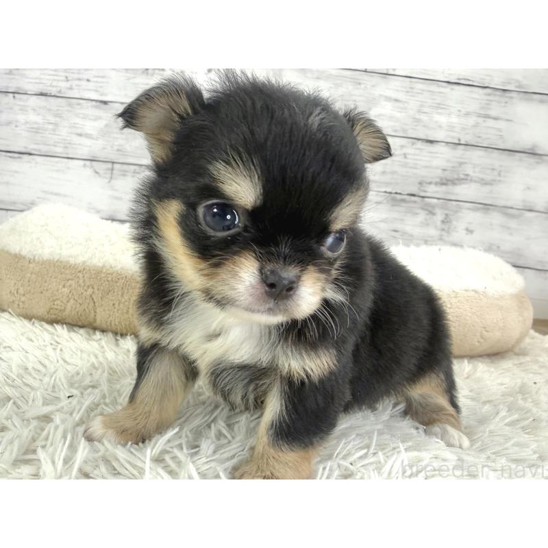 販売中の神奈川県のチワワ(ロングコート)-448778の5枚目