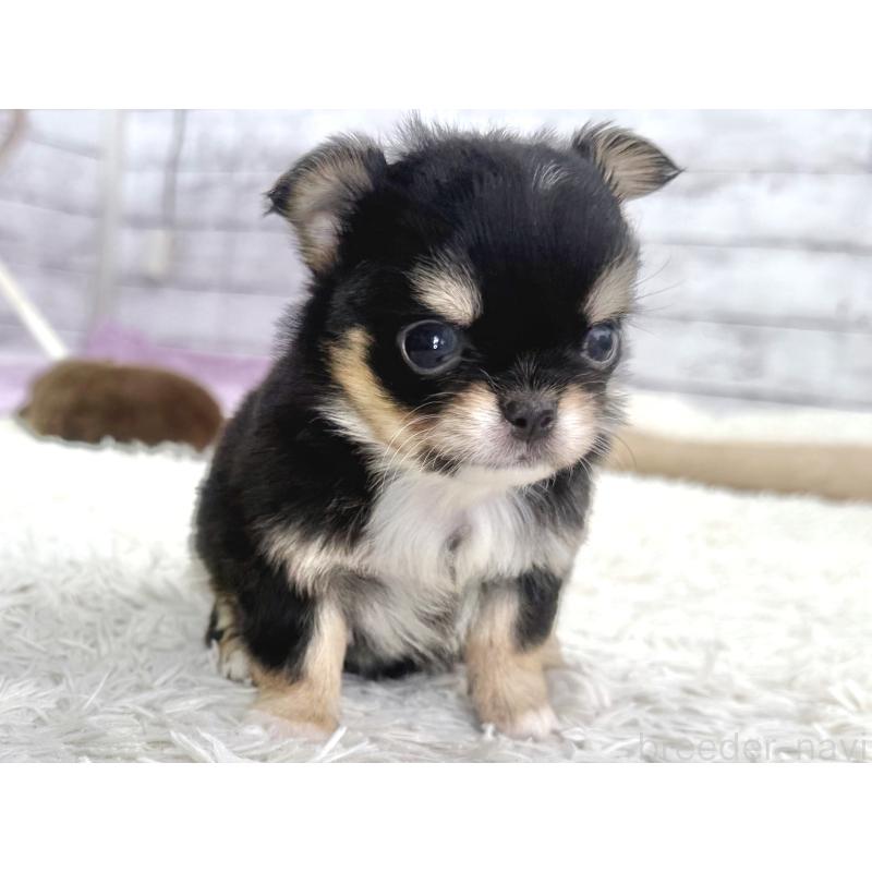 販売中の神奈川県のチワワ(ロングコート)-448778の3枚目