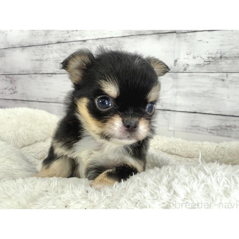 販売中の神奈川県のチワワ(ロングコート)-448778の2枚目