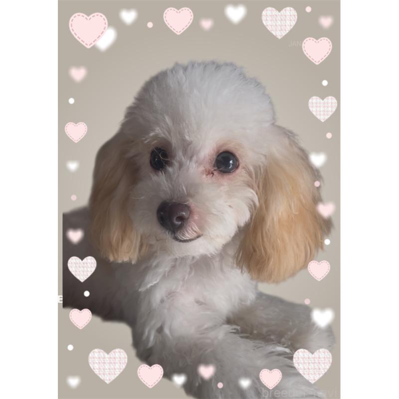 販売中の東京都のタイニープードル-448779の4枚目