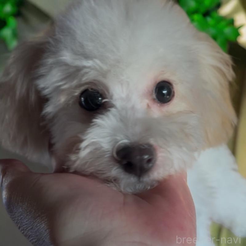 販売中の東京都のタイニープードル-448779の3枚目