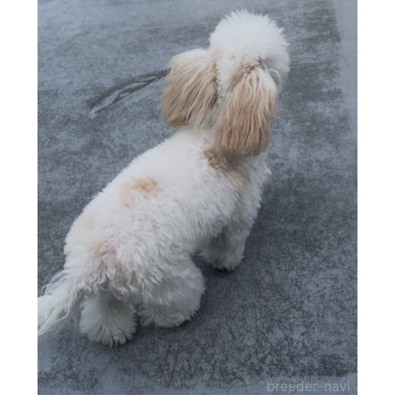 販売中の東京都のタイニープードル-448779の2枚目