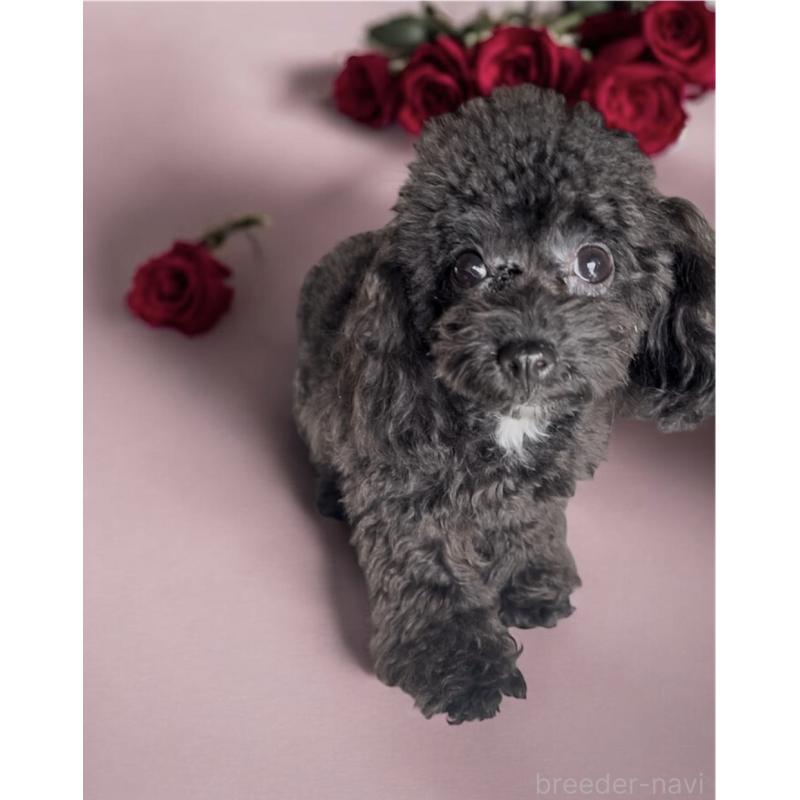 販売中の東京都のティーカッププードル-448780の1枚目