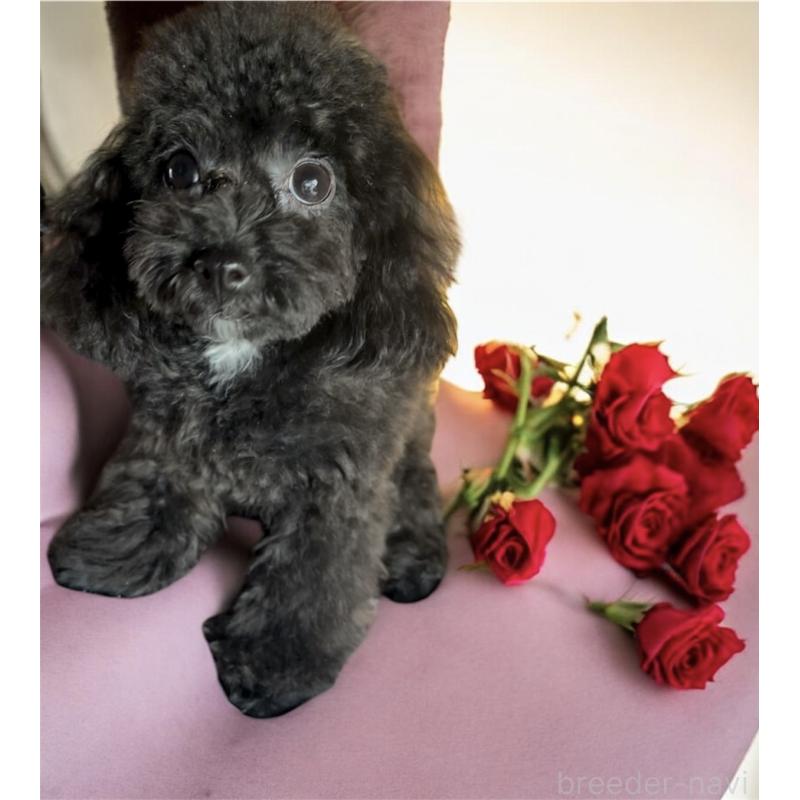 販売中の東京都のティーカッププードル-448780の6枚目