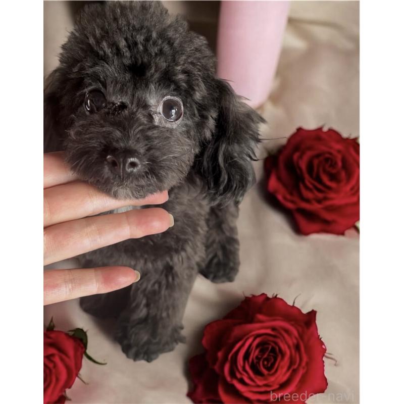 販売中の東京都のティーカッププードル-448780の5枚目