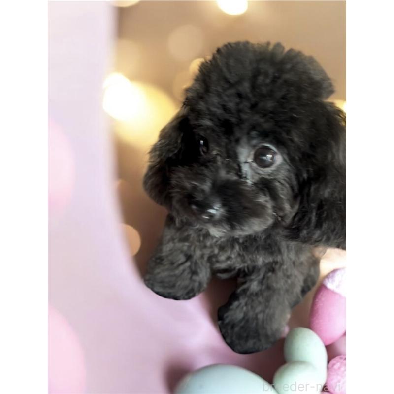 販売中の東京都のティーカッププードル-448780の4枚目