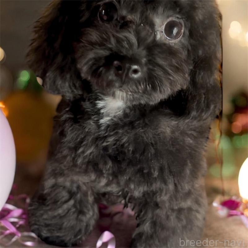 販売中の東京都のティーカッププードル-448780の3枚目