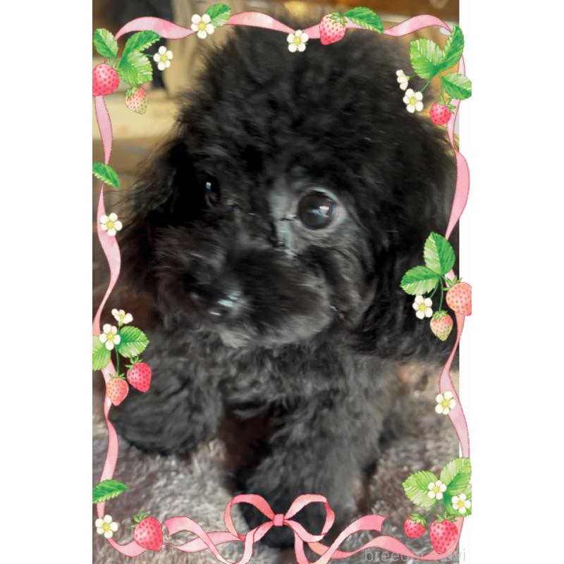 販売中の東京都のティーカッププードル-448780の2枚目