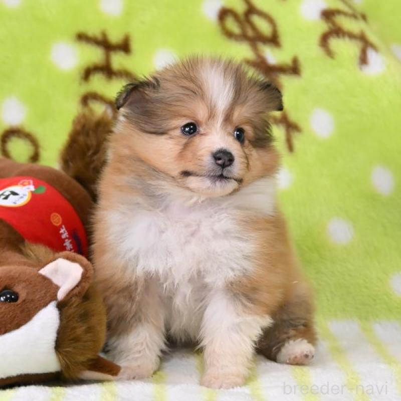 販売中の神奈川県のシェットランドシープドッグ(シェルティ)-448782の1枚目